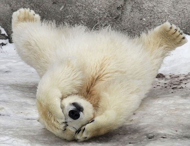 20 забавных фото диких животных, которые зарядят позитивом на всю неделю дикая природа, лев, слон, смешные животные, смешные фото, тигр