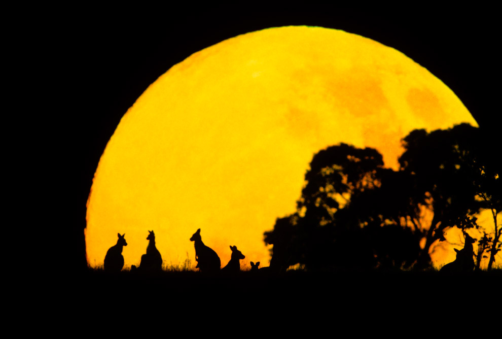 Силуэты кенгуру на фоне заходящего солнца