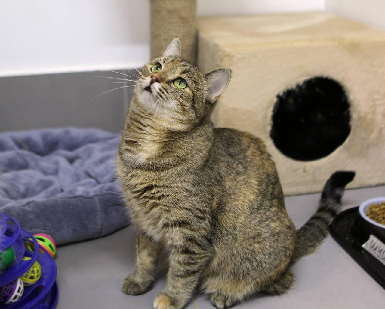 Кошка Дымка