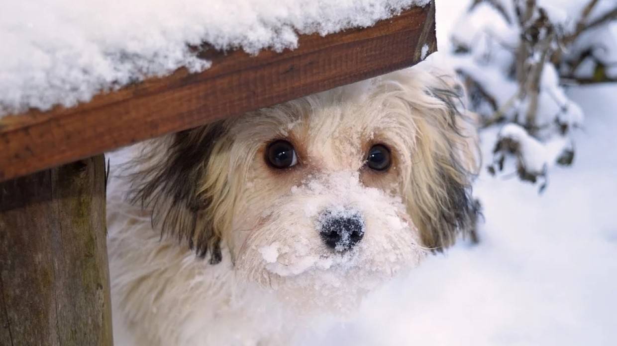 Пожарные спасли жизнь раненой и замерзающей собаке в Алтайском крае Общество