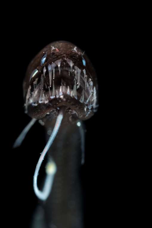 Зло таится под водой. Самые страшные морские создания