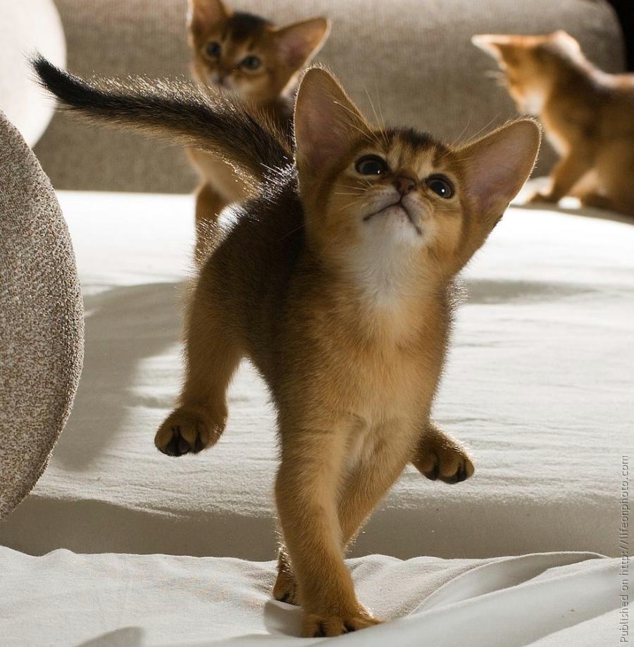 Картинки котов кошек и котят смешные
