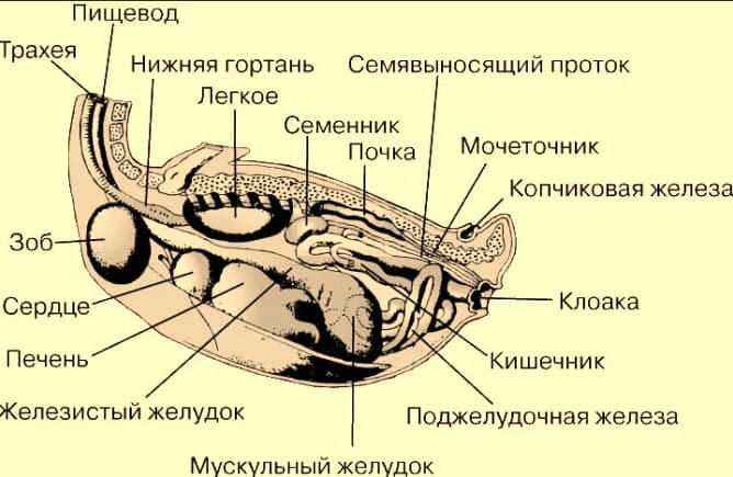 Что нужно удалить у утки, чтобы блюдо не приобрело специфический запах: кулинарный секрет железы, блюдо, удалить, желёз, нужно, части, сальные, копчиковые, чтобы, приготовления, гузки, Здесь, можно, удаления, удаление, полное, приёма, предполагает, Грубый, наверняка