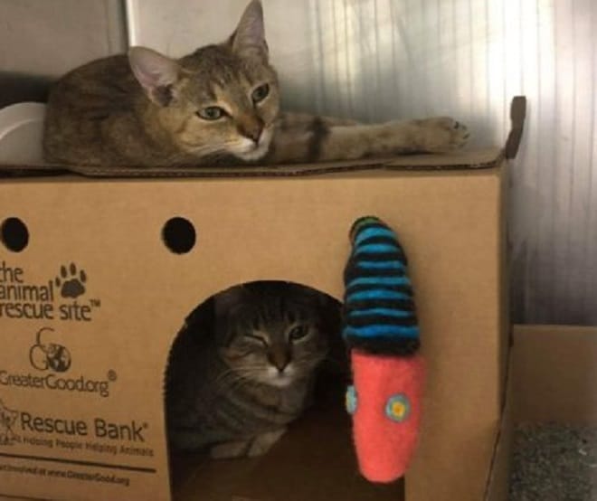 Коты и коробка