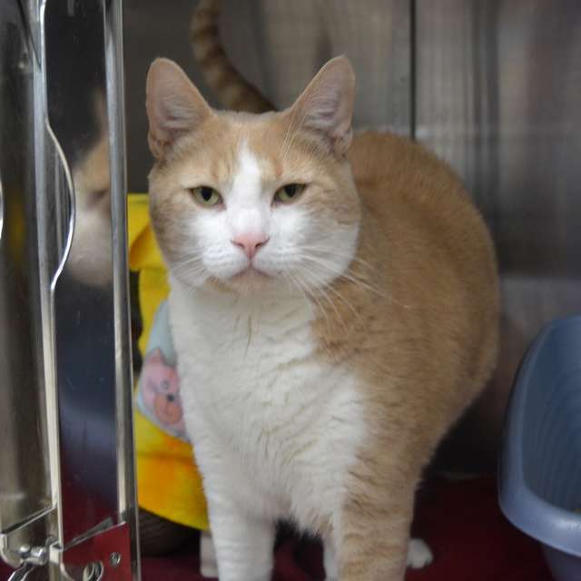 кот в приюте