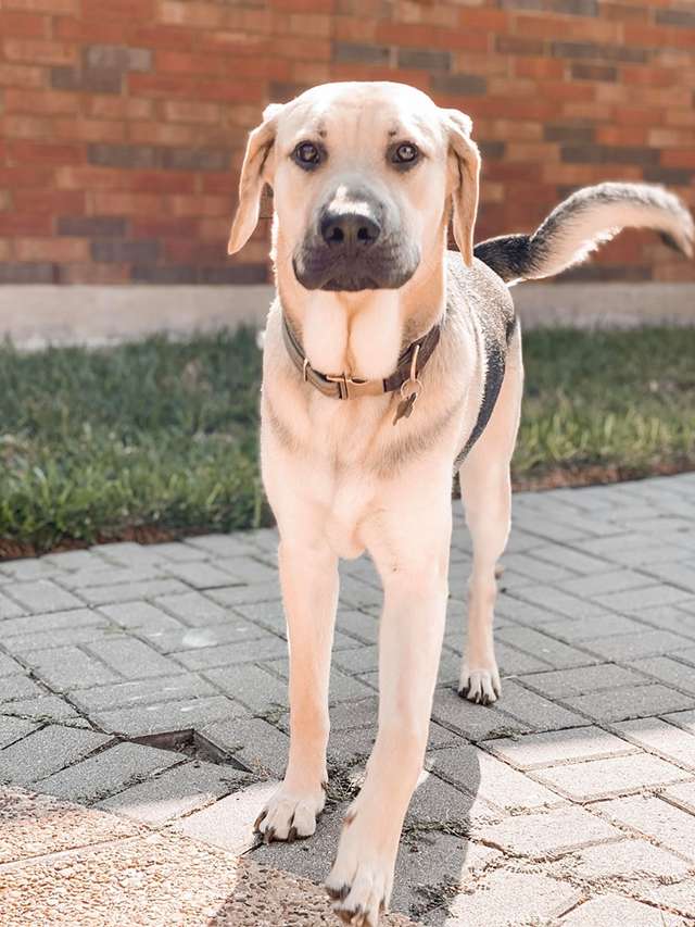 собака на прогулке