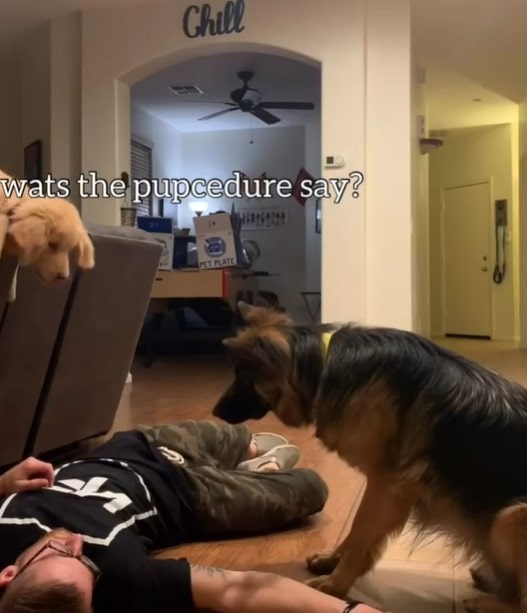Хозяин решил проверить, как собаки отреагируют на его обморок. Каждая придумала свой план спасения животные,собаки,юмор и курьезы