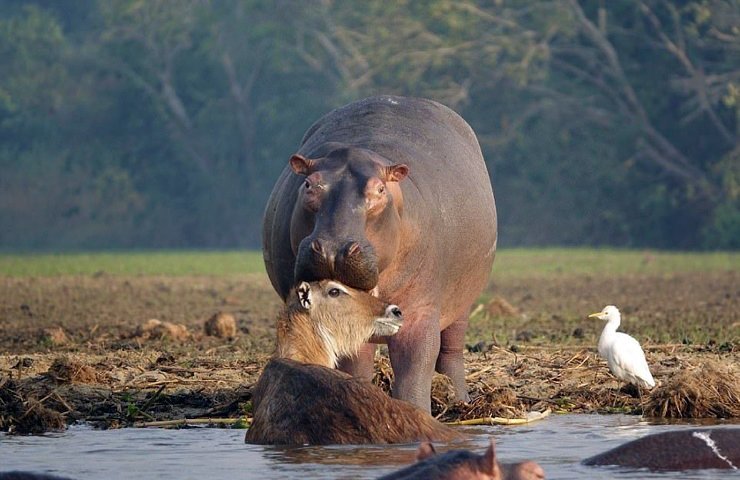 Как бегемот спас водяного козла от крокодила выживание, животные, помощь