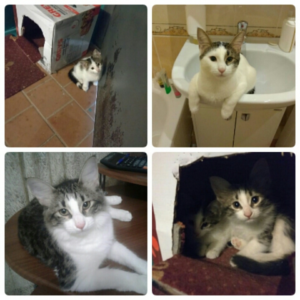 Бездомная кошка родила котят в чужом подъезде, но вскоре кто-то выставил малышей на улицу не всё так грустно