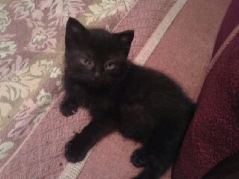 черный котенок