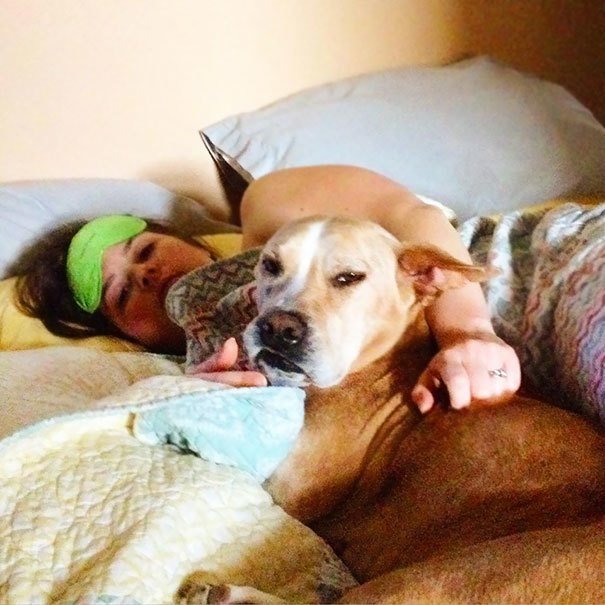 "Лежа в постели с моей женой, наш пес всегда смотрит на меня именно так" всегда рядом, животные, забавно, звери и их хозяева, кошки, ревность, смешно, собаки