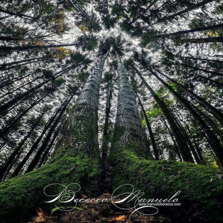 Самые красивые леса планеты на волшебных снимках Мануэло Бечекко Бечекко, красоту, показывает, Мануэло, передать, набирает, время, суток, зрителю, меняющуюся, атмосферу, «Находясь, посреди, поособому», говорит, фотограф, удивительно, проект, популярность, важное