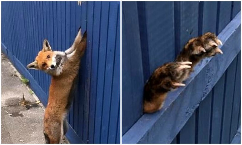 "Поможете, люди?": лисица застряла лапами в заборе, пытаясь перепрыгнуть его дикие животные, животные, истории, лиса, лисица, помощь животным, спасение животных, фото