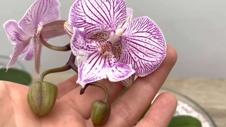 Почти погибшая орхидея оживёт: временно пересадите её в перлит корни, перлит, орхидею, обычный, чистой, орхидея, пересадке, Возьмите, временной, уровне, глубокую, Высадите, грунтаНалейте, готова, около, должна, поддерживаться, обработки, таком, также