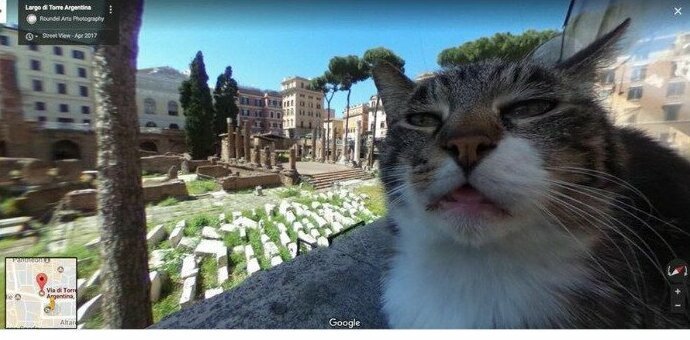 "Google Street. Рим" Посты, Социальные сети, домашние животные, животные, забавно, кошки, смешно, фотографии