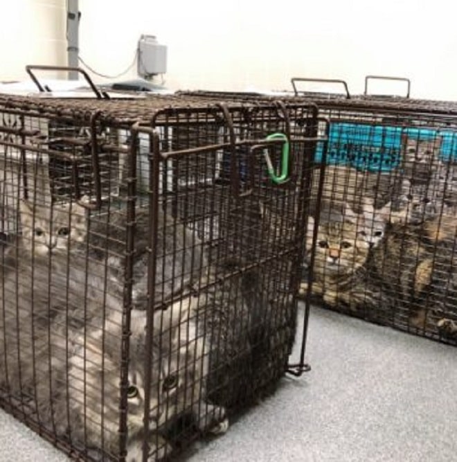 Клетки с котами