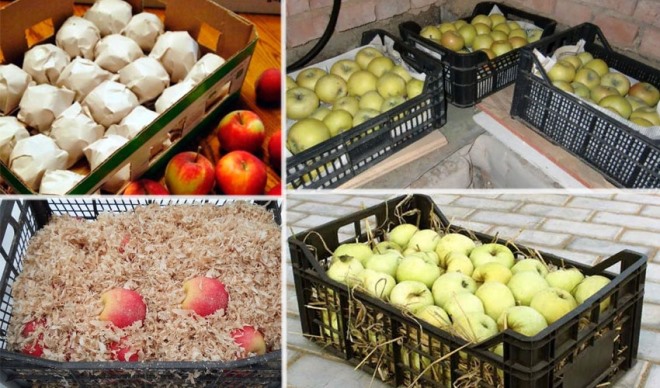 Как сохранить яблоки на зиму в домашних условиях