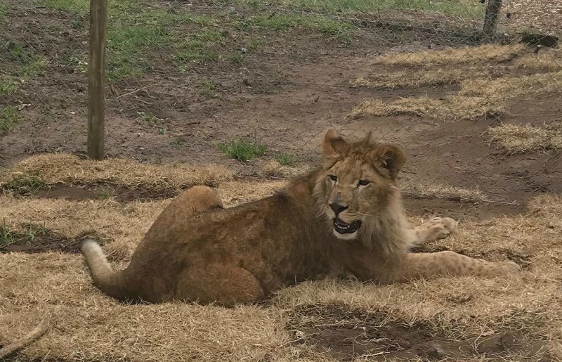 Цирковые львицы, не видевшие белого света, учатся жить заново Цирковые львицы, не видевшие белого света, учатся жить заново животные