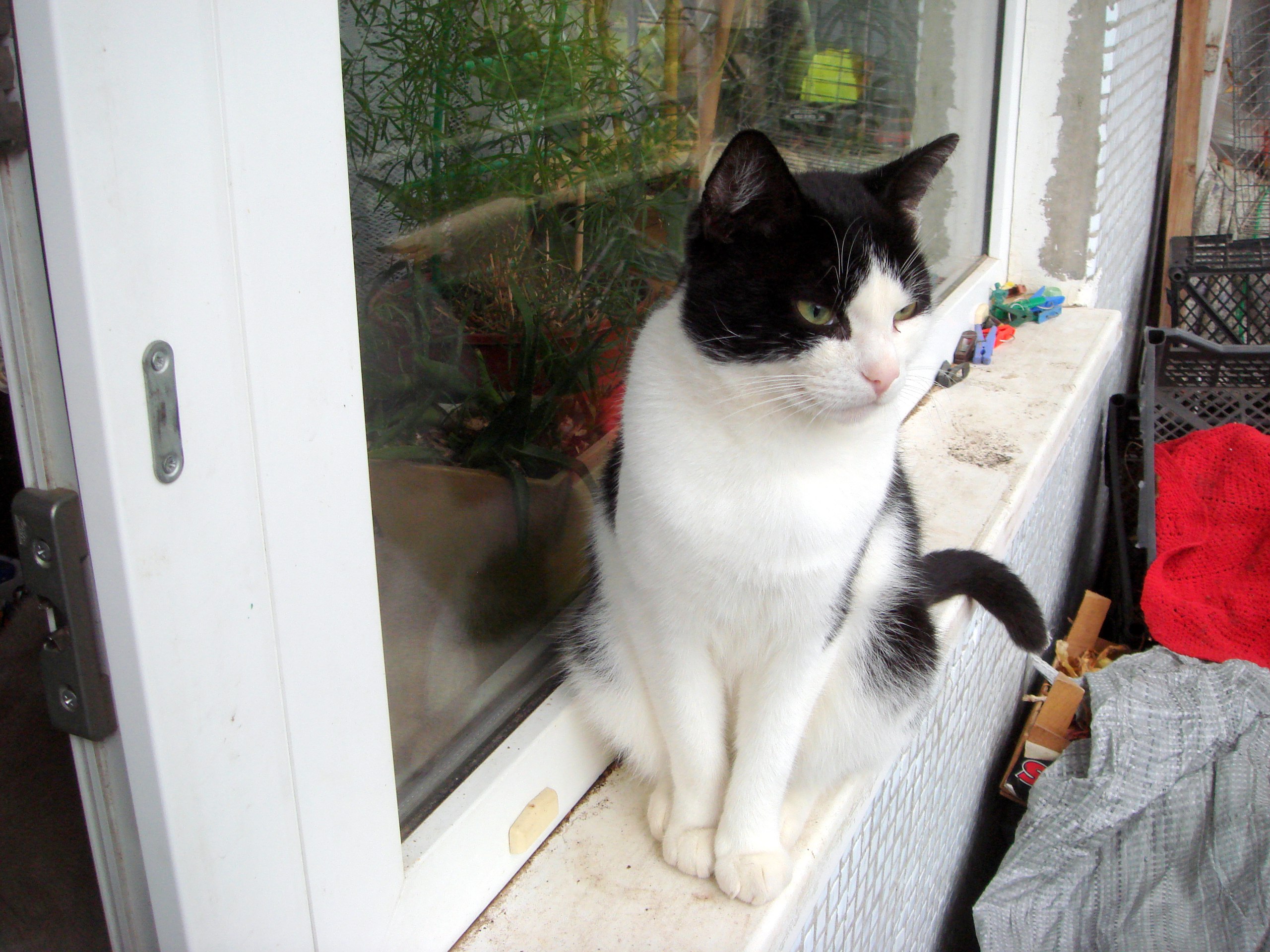 кошка на окне