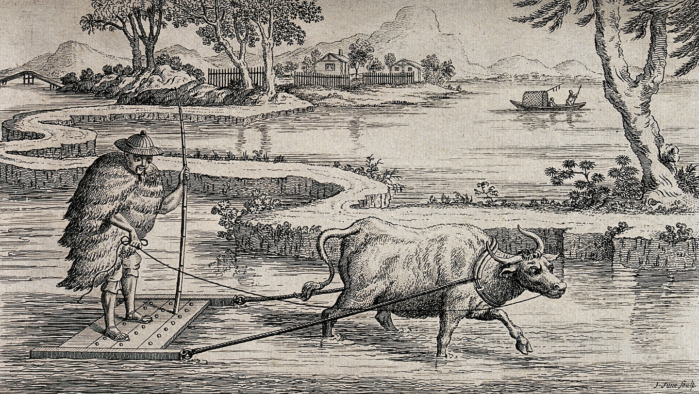 Как выращивают рис зерно, которые, выращивают, всего, многих, срезают, растения, горных, больше, самых, этого, выполняют, начинается, идеально, ценят, машинам, рассада, оболочку, колено, регионах