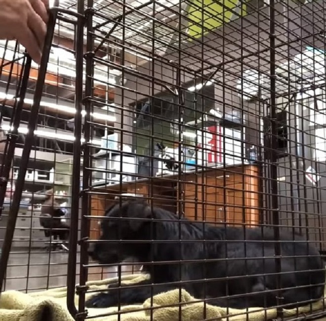 Собака в ловушке