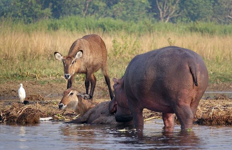 Как бегемот спас водяного козла от крокодила выживание, животные, помощь