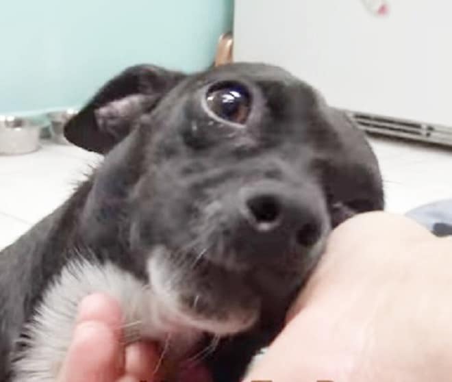 Собака и рука