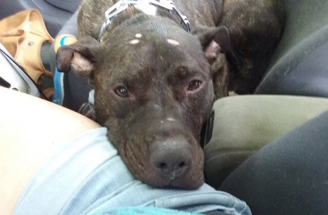 dog-who-cried-4