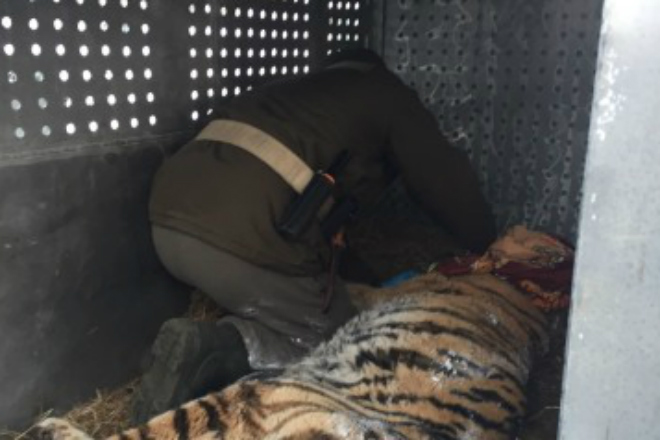 Измученная тигрица со сломанными зубами и когтями вышла к людям и попросила помощи амурский тигр