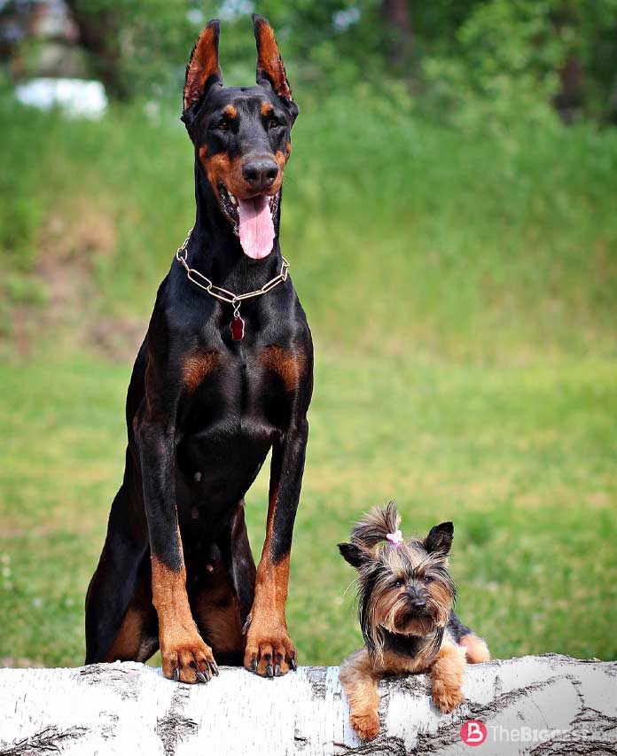 Самые опасные собаки в мире: Доберман. CC0