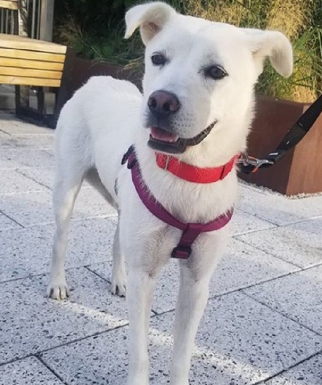 Собака стоит