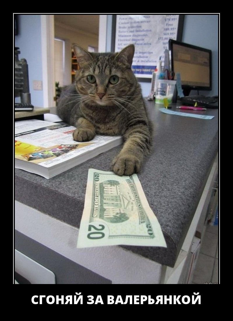 Кот с деньгами арт