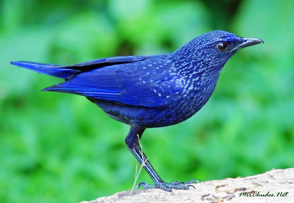 Синяя птица памира. Синяя птица лиловый Дрозд. Лиловый Дрозд (Myophonus caeruleus). Синий Дрозд аджир.