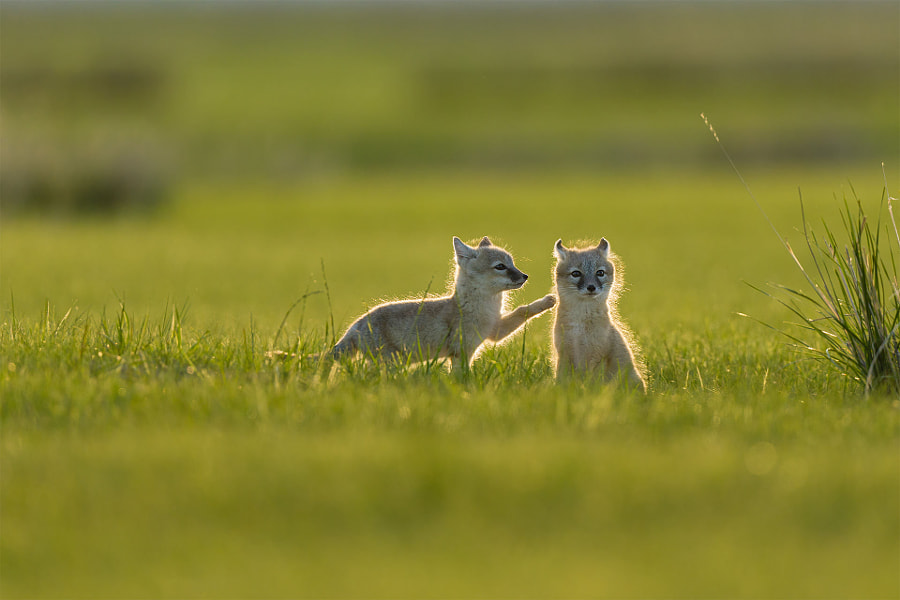 撩——沙狐 Fox by 红红视界  on 500px.com