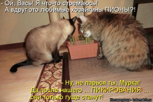 Лучшая котоматрица недели  смешные картинки