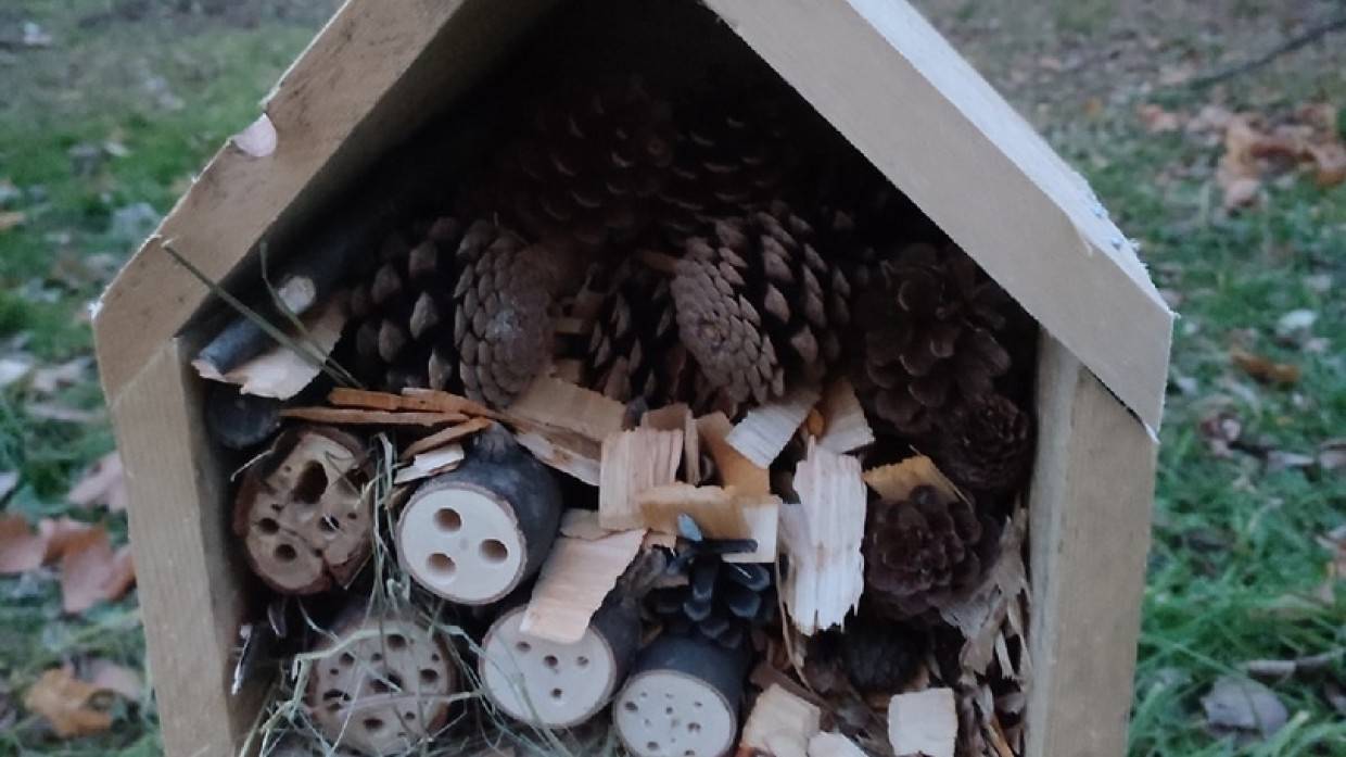 Первая гостиница для насекомых появилась во Фрунзенском районе Петербурга