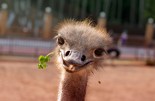  Страусы действительно прячут голову в песок от страха?