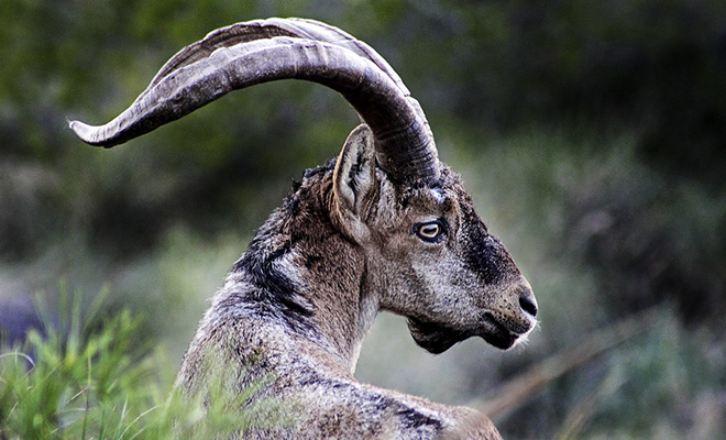 3 создания, которые исчезли с нашей планеты, но ученые вернули их обратно Культура