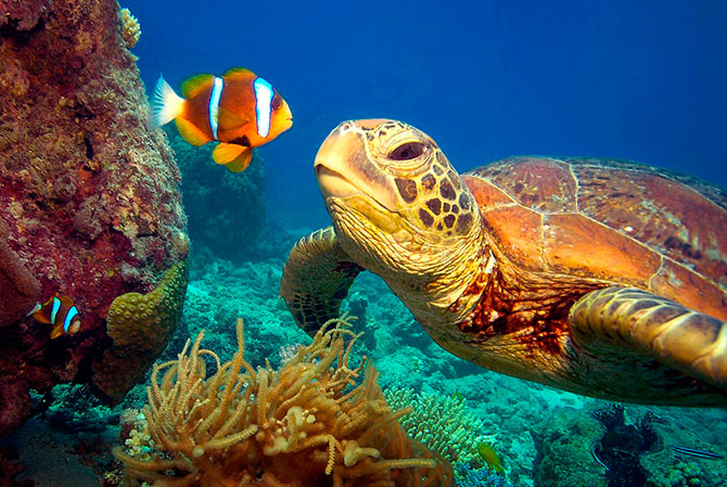 Зелёные черепахи на Большом Барьерном рифе  