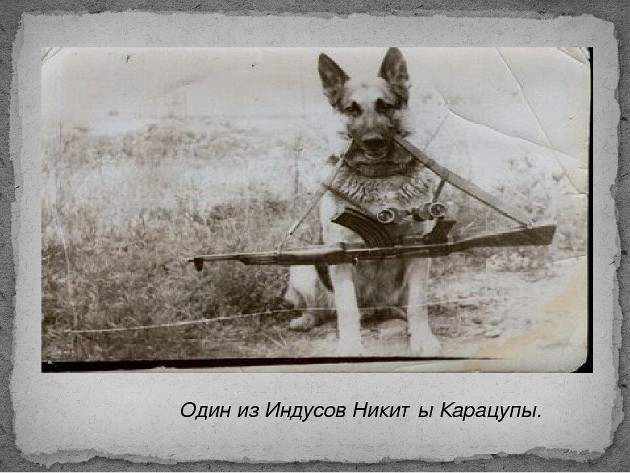 Феномен пограничника Карацупы Феномен пограничника Карацупы история