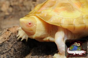 Фото редких животных и растений, о существовании которых многие точно не знали 