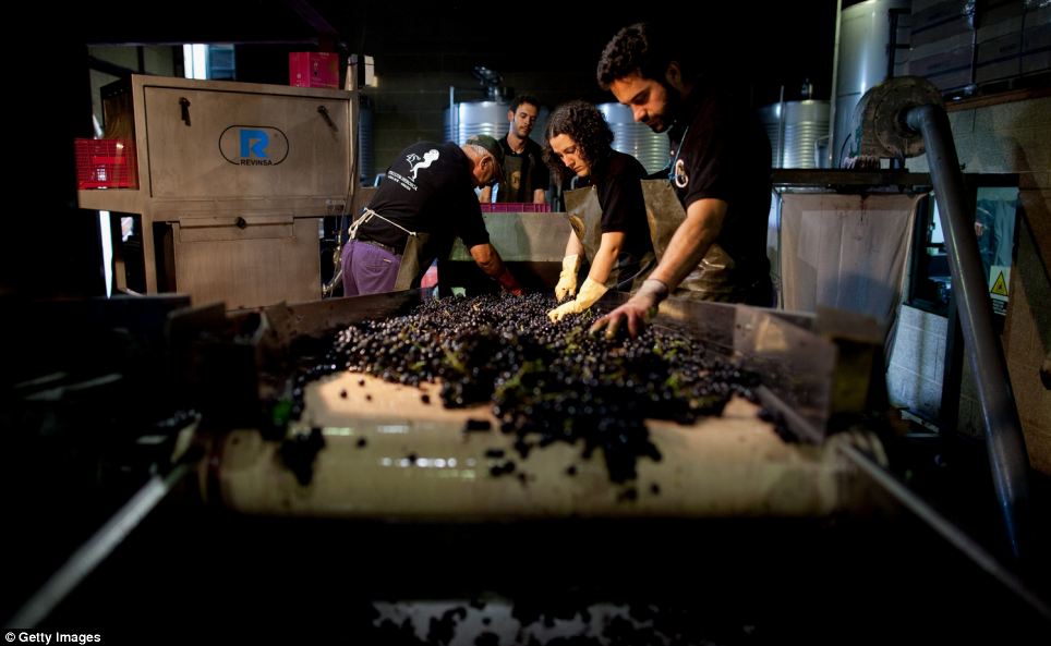 Испанские виноградники расположенные в невероятно труднодоступных местах вино,виноградники,Испания