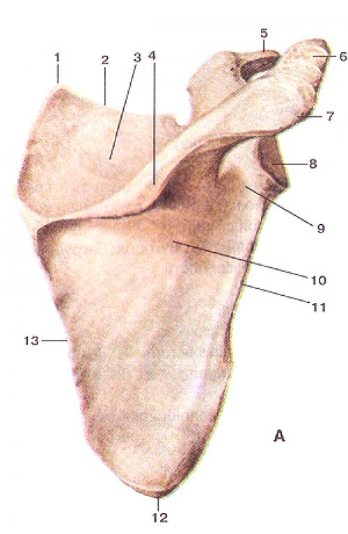 Строение руки пальцев. Основы анатомии кисти: три главных сустава наших пальцев 03