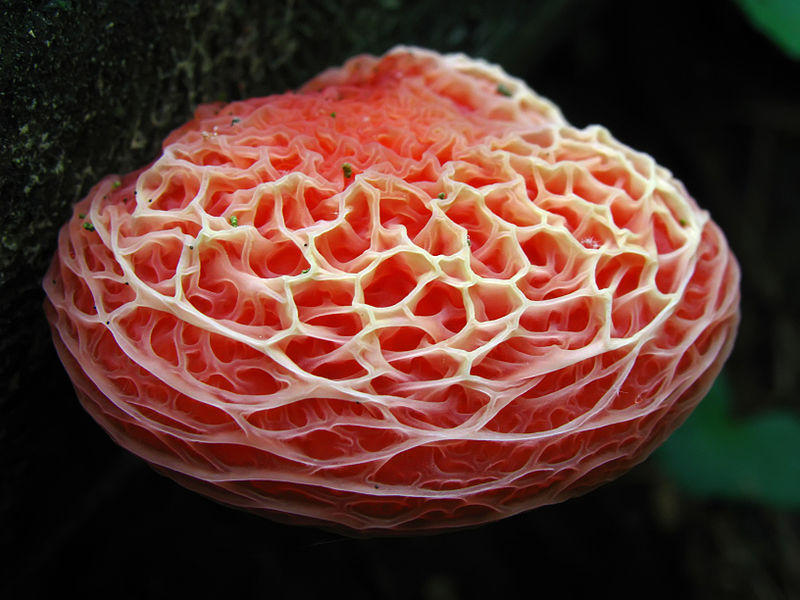 Фотография: Самые красивые грибы в мире №5 - BigPicture.ru