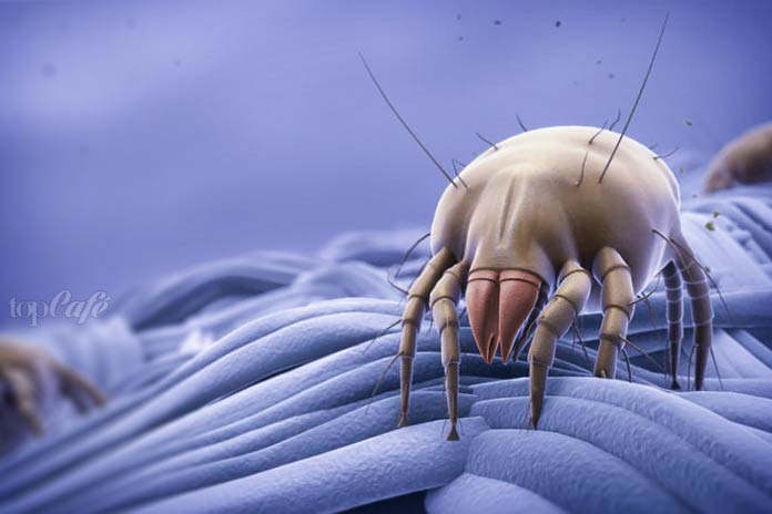 Средства от пылевых клещей