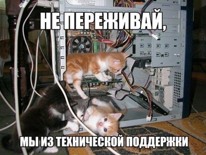 Подборка фото забавных котов и котят со смешными надписями ) Подборка фото забавных котов и котят со смешными надписями )