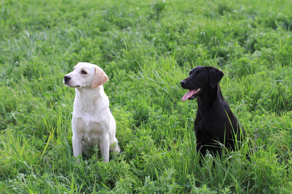 АВТОР СТАТЬИ: ВЯЧЕСЛАВ ЧЕРНЫХ