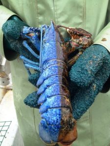 Фото редких животных и растений, о существовании которых многие точно не знали 