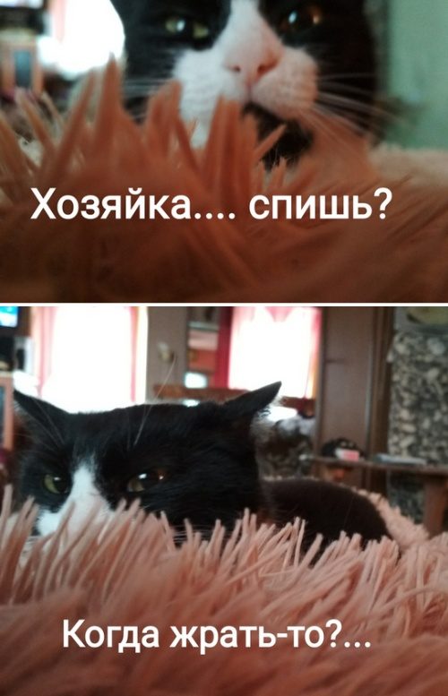 Подборка самых весёлых картинок 