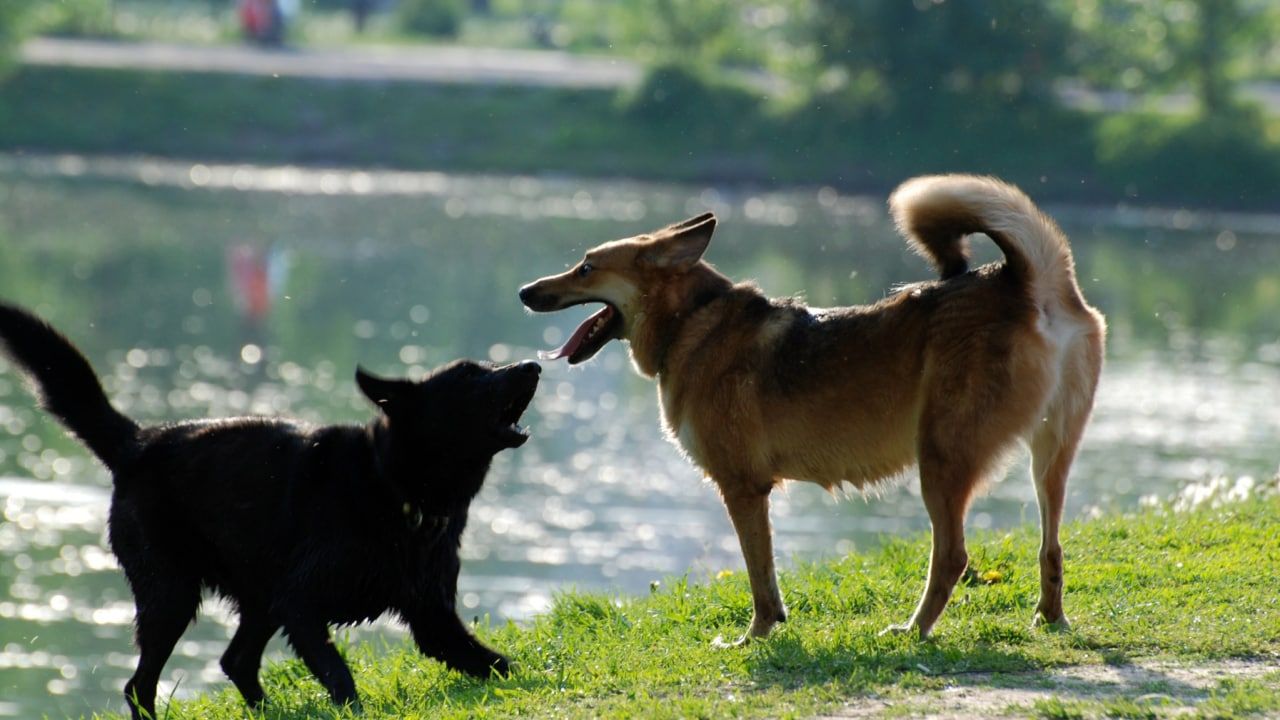 Жители Мытищ пожаловались на бегающих по городу собак из частного зоопарка